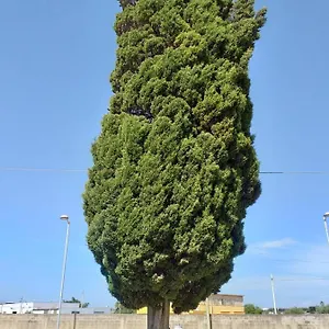  Bed and breakfast L'albero Italia